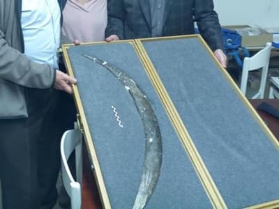 Penemuan Boomerang Tertua Eropa dari Gading Mamut di Gua Obłazowa