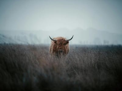 Bitcoin Pulih ke Rp 1.78 miliar ($108,000 K) arena Sentimen Positif dan Minat Investor Meningkat