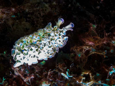 Rahasia Siput Laut yang Mencuri Kloroplas untuk Bertahan Hidup