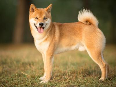 ETF Dogecoin Spot Makin Dekat Disetujui, Memudahkan Perdagangan Token DOGE