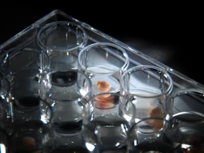 Terobosan 3D Model Embrio Tikus Awal Buka Rahasia Penyakit dan Regenerasi Organ