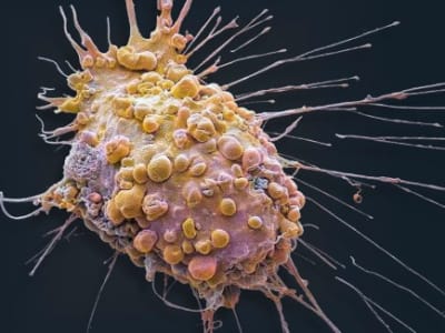 Masa Depan Biologi: Virtual Cell AI Mempercepat Studi Sel Tumor