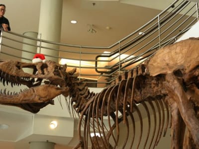 Penemuan Baru: T. rex Berbulu dan Pemakan Bangkai, Bukan Pemburu Cepat