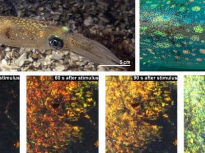 Rahasia Perubahan Warna Cumi-cumi Terungkap dan Material Pintar Terinspirasi Alam