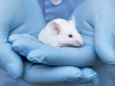 Peneliti Cina Aktifkan Kembali Regenerasi Telinga Tikus dengan Asam Retinoat