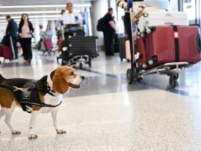 Kasus Ilmuwan Asing Dituduh Selundupkan Bahan Biologi ke AS Meningkat