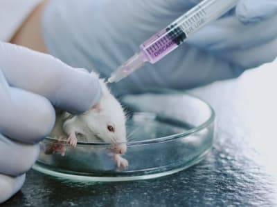 Ilmuwan Cina Aktifkan Gen Hilang untuk Regenerasi Jaringan Telinga Tikus
