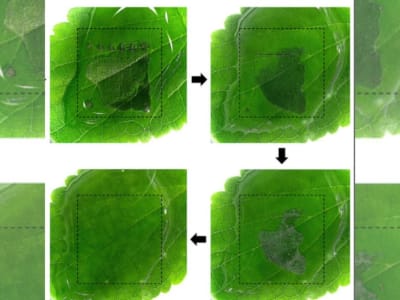 Perangkat Memori Ramah Lingkungan Terurai dalam Air untuk Masa Depan Berkelanjutan
