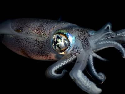 Penemuan Fosil Menunjukkan Cumi-cumi Pernah Kuasai Laut Purba