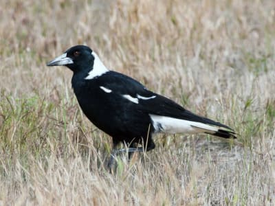 Penemuan Burung Purba Mirip Magpie Australia Ungkap Sejarah Ekosistem Selandia Baru