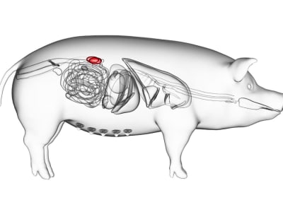 Terobosan Baru Mengurangi Penolakan Imun pada Transplantasi Ginjal Babi ke Manusia