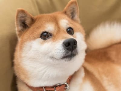 Masa Depan Shiba Inu: Apakah Koin Meme Ini Bisa Terus Melaju?
