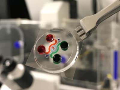 Chip Mini Canggih untuk Uji Terapi Kanker Darah Tanpa Hewan Percobaan