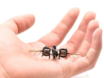 Rahasia Otak Kecil Lebah yang Menginspirasi Kecerdasan Buatan dan Robot Terbang