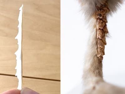 Meniru Ekor Tupai Bersisik untuk Robot dan Drone Lebih Stabil dan Hemat Energi