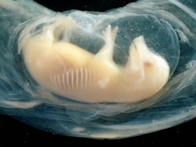 Ilmuwan Cina Berhasil Tanam Jantung Manusia Dalam Embrio Babi