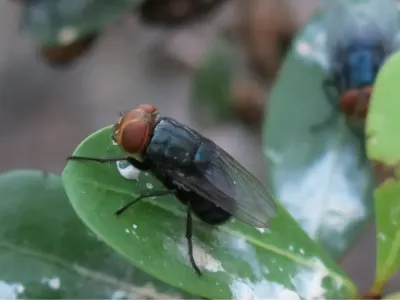 USDA Lepas Miliaran Lalat Steril untuk Hentikan Parasit Menggerogoti Ternak