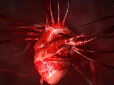 Terobosan Baru: Jantung Manusia Tumbuh dan Berdetak dalam Embrio Babi