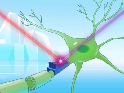 Penemuan Cryorhodopsins: Protein Biru dari Mikroba Dingin untuk Kendali Seluler