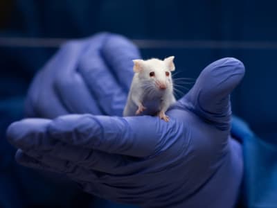 Ilmuwan China Temukan Saklar Genetik untuk Regenerasi Telinga Tikus