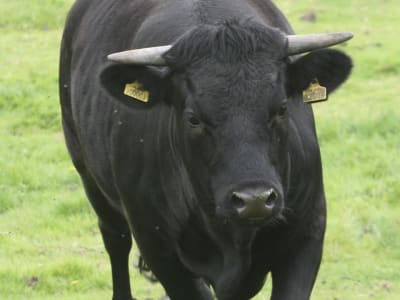 Bitcoin Diprediksi Capai Rekor Tertinggi Juli Karena Lonjakan Likuiditas dan Defisit AS