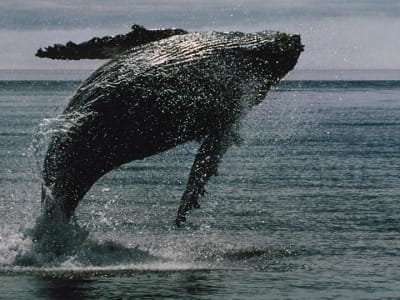 Pergerakan Besar Bitcoin oleh Whale Pemegang Lama: Tanda Jual Besar atau Bukan?