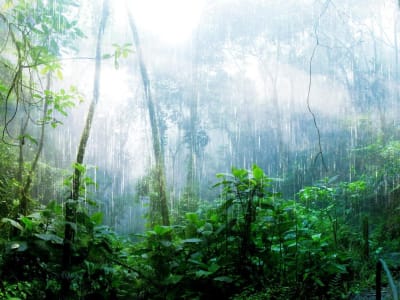 Suhu Ekstrem Ganggu Fotosintesis di Hutan Tropis, Ancaman Pemanasan Global