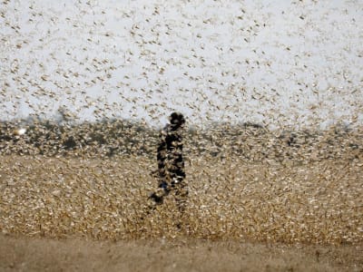 Ahli Radar Serangga Inggris Pindah ke Cina Kembangkan Pertanian Pintar