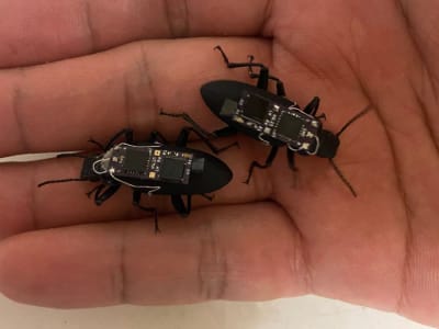 Kumbang Cyborg: Penyelamat Miniatur untuk Misi Pencarian Korban Bencana
