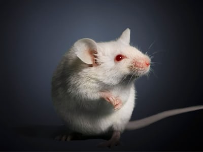 Saklar Genetik Aktifkan Regenerasi Telinga pada Tikus dengan Retinoic Acid