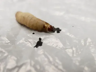 Ulat Jutaan Bisa Mengurai Plastik Polyethylene dalam 24 Jam, Solusi Polusi Plastik Baru