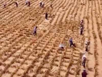 Cina Selesaikan Sabuk Hijau 1.856 Km Cegah Perluasan Gurun Pasir