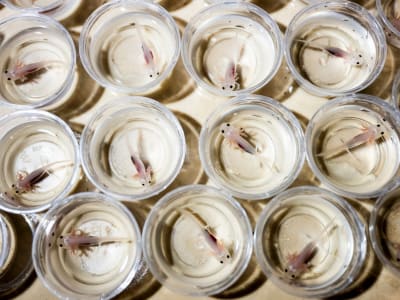 Rahasia Regenerasi Axolotl: Membuka Jalan untuk Memulihkan Organ Manusia