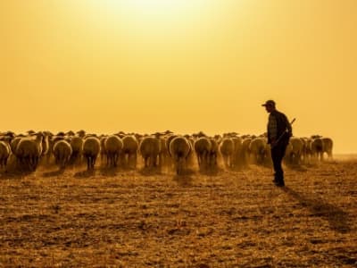 Bagaimana Peternakan Kuno Memicu Penyakit dari Hewan ke Manusia