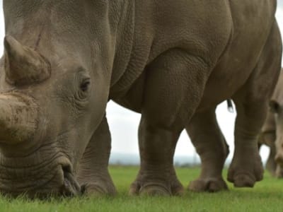 Protein Kuno dari Fosil Badak Ungkap Evolusi 23 Juta Tahun Lalu