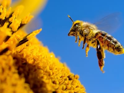 Perangkat Pengendali Otak Lebah Ciptakan Solusi Baru Cari Korban Gempa
