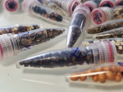 Benih Ganja Terbang ke Angkasa untuk Siapkan Pertanian di Mars