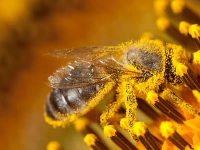 Ilmuwan China Ciptakan Pengontrol Otak Serangga Teringan untuk Misi Pengintaian