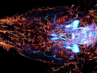 Metode Cepat dan Akurat untuk Pemetaan Saraf Seluruh Tubuh Tikus