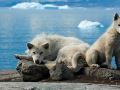 Studi Genetik Ungkap Qimmit Greenland Tak Banyak Turunan Serigala