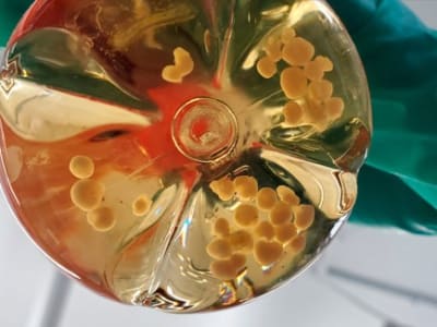 Peneliti Berhasil Membuat Mini Organ dengan Pembuluh Darah di Laboratorium