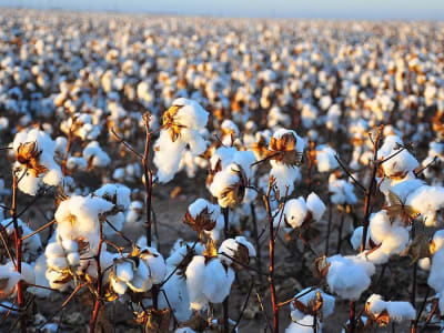 Robot Laser Pertama Dunia Otomatisasi Proses Cotton Topping di Tiongkok