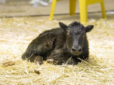 Inovasi Kloning Yak di Tibet Dukung Ketahanan Pangan dan Ekonomi Lokal