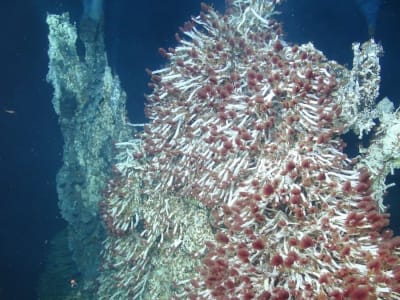 Mikroba Laut Dalam Menjadi Kunci Mencari Kehidupan di Europa Bulan Jupiter