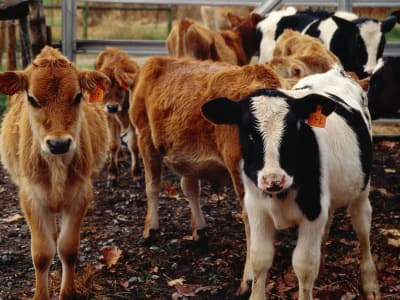 Penemuan Cara Virus Flu Burung H5N1 Menginfeksi Susu Sapi dan Cara Mencegahnya