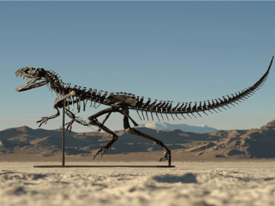 Lelang Juvenile Ceratosaurus Terlengkap di Dunia Senilai Jutaan Dolar