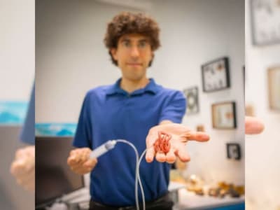 Robot Cacing Harvard: Terinspirasi Cacing Hitam untuk Robot Swarm Masa Depan