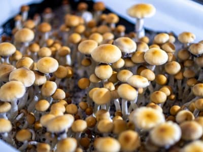 Perusahaan Psychedelics Red Light Holland Gunakan Bitcoin Setelah Debanking