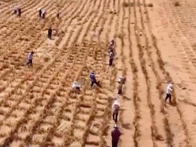 Tanaman Artemisia Picu Alergi Parah, Inisiatif Penghijauan Jadi Pemicu