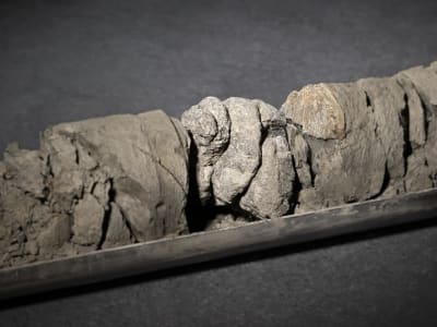 Penemuan Fosil Dinosaurus Tak Terduga di Area Parkir Museum Colorado